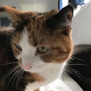 Meet your Posher, Priya